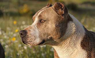 pitbull dog breed