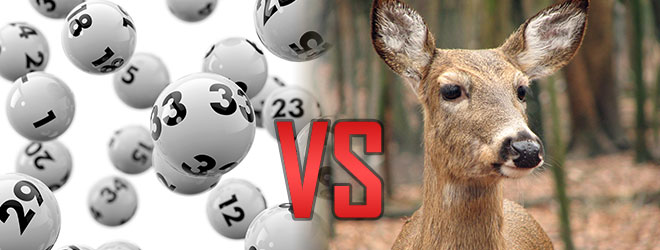 the odds favor a deer collision over winning the Powerball