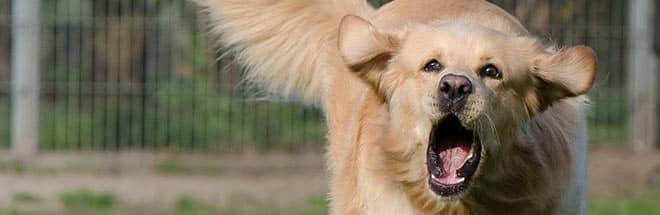 A dog barking before biting a victim.