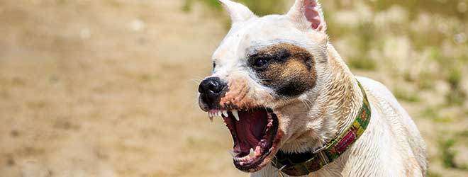 dog running and about to bite a person