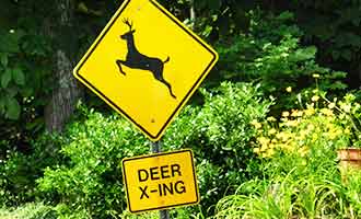deer x-ing sign to warn drivers to reduce a deer collision