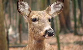 deer