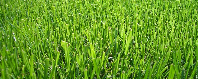 Grass ready to be cut by a lawn mower