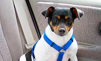 dog in backseat of a car