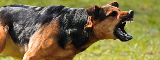 dog attacking a victim about to suffer from dog bites