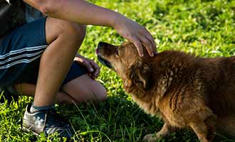 a child petting a dog in a park