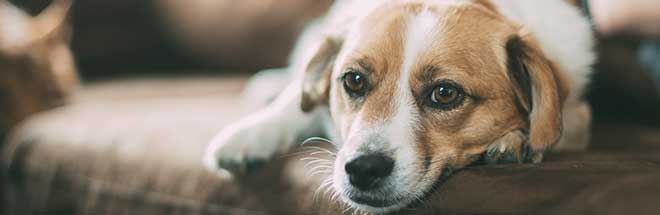 A dog on the couch before biting his victim.