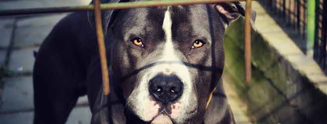 pit bull in cage