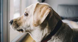 Dog looking out house window