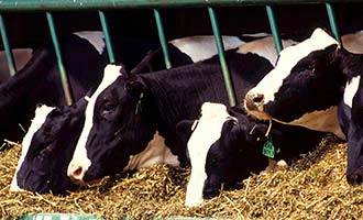 Recalled Cattle Feed