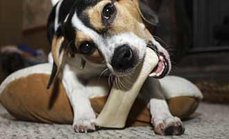 dog chewing on a rawhide