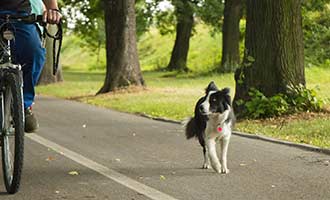 dog on walk to avoid dog bite attacks