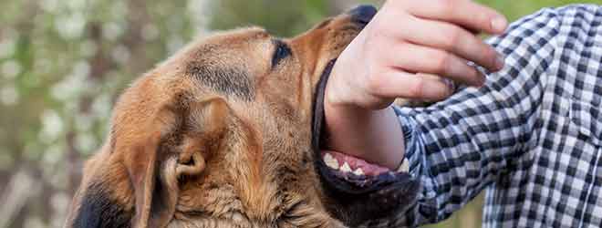 Man being bitten by a dog