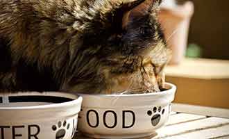 Recalled Cat Food