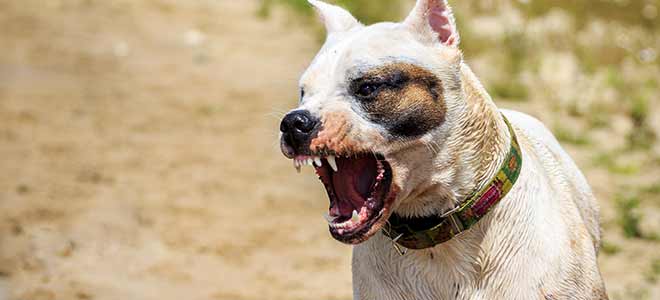 Dog about to attack a child