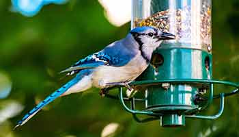 bird feeder