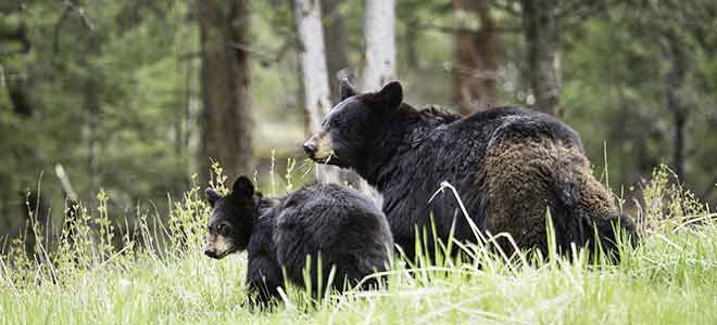 Wild Bear Sightings