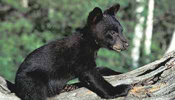 bear cub sighting