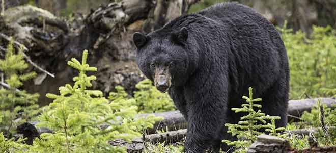 bear sightings