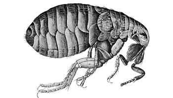 flea that carries the bubonic plague