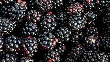 Recalled Blackberries