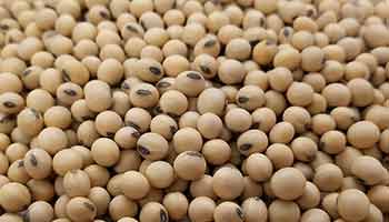 Recalled Organic Soybeans