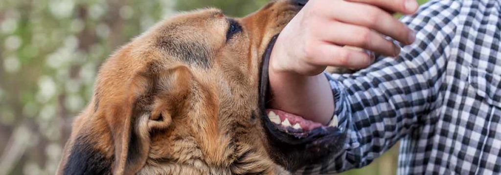 A dog biting a person's arm. 