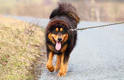 pet owner walking dog