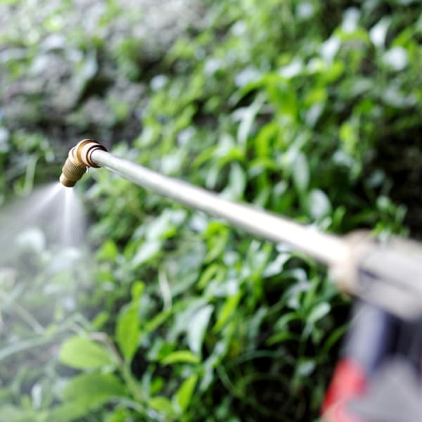 Paraquat being sprayed on plants. 