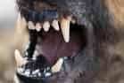 A dog snarling and showing its teeth.
