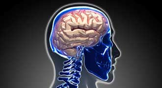 An illustration of a human brain through an x-ray. 
