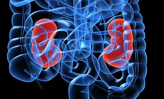 pancreas