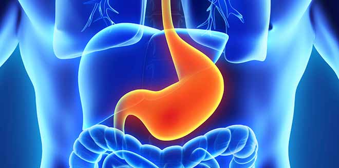 An illustration of a stomach. 
