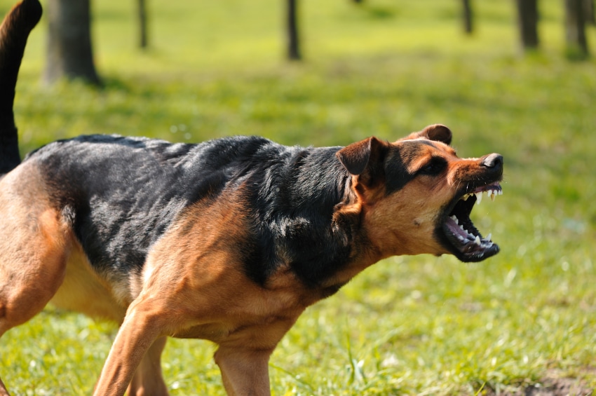 A angry dog barking.