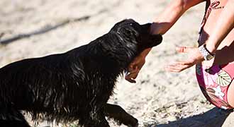 A dog biting a person's arm.