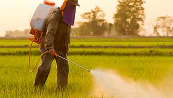 Worker using monsanto roundup in fields
