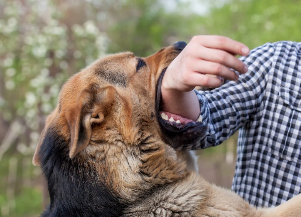 Man's arm being bitten by a dog