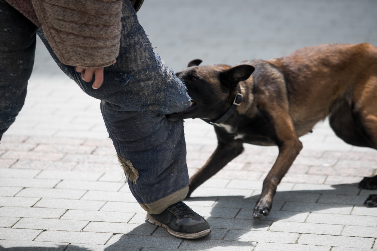 Dog biting a bystanders ankle
