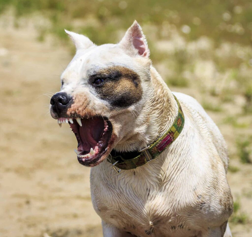 photo of vicious dog with sharp teeth